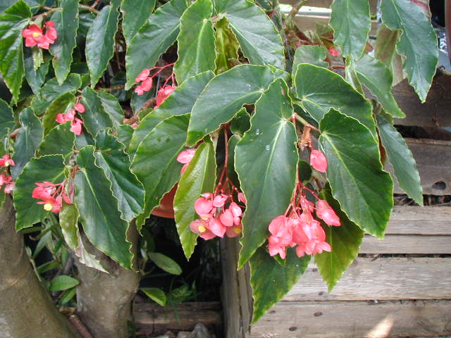 B. ‘Anita Roseanna’